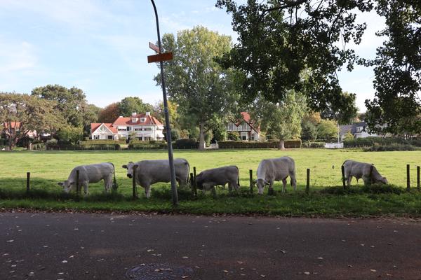 Five light-colored cows are peacefully grazing in a vibrant green pasture, separated from a dark asphalt road by a simple fence